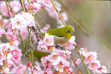 開花した梅の木の枝にとまるメジロ