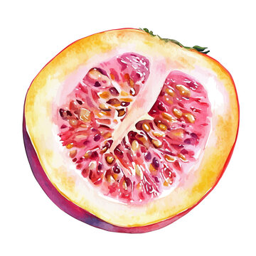 watercolor passion fruit half cut clip art preview