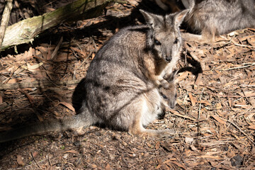 the tammar wallaby has a joey in its pouch