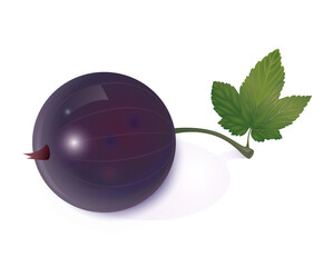 Beautiful translucent black currant on a white background with a leaf