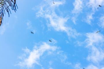 Group of magnificent frigatebirds flying in blue sky with white clouds over Caribbean Sea. Mexico.