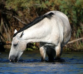 Wild Horse in Salt River 