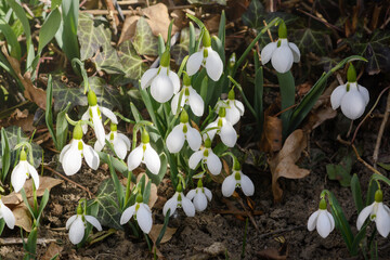 Several blooming snowdrops, Galanthus nivalis,
