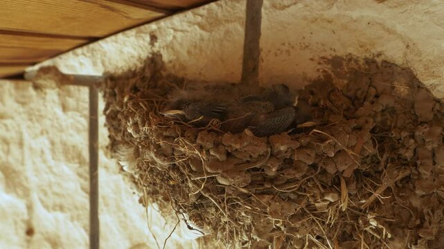 CLOSE UP: Swallow chicks sleeping nestled in a mud nest under the eaves of a rustic building. Baby birds with soft fur and yellow beaks huddle together and rest peacefully in the shelter under roof.