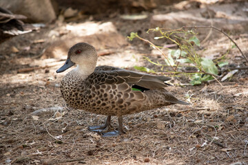 th female teal duck is swimming in the lake