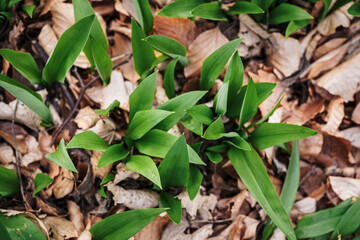 Fresh wild garlic growing in spring forest, vibrant ramsons leaves