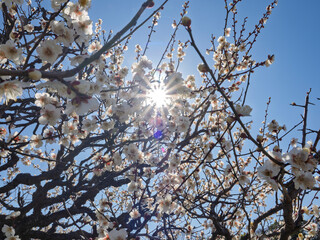 春の朝の白梅の花