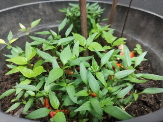 Fresh chili pepper seedlings in a container garden, with lush green foliage and healthy soil, representing urban gardening and organic plant growth