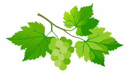 Grape leaves on a white background