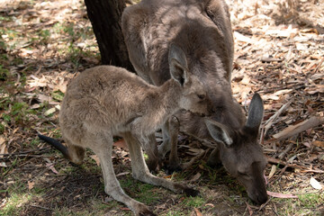 the joey is watching its mother eat grass