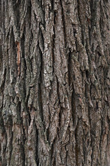 Fototapeta premium dark brown tree bark texture, background, pattern, backdrop, close-up