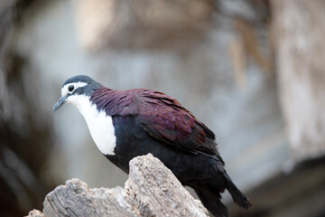 the white breasted ground dove is perched on a log