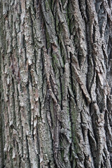 tree bark texture close up. Rough pine texture