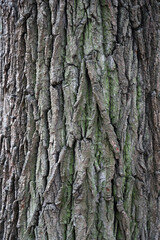 tree bark texture close up