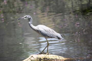 this is a side view of a white faced heron