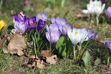 Spring crocus, Violet Giant Dutch, crocus vernus. Close up.