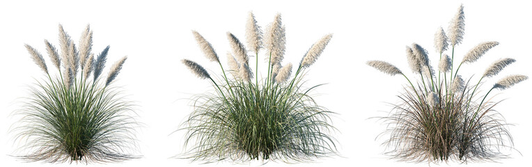 Set Cortaderia Selloana Pumila Pampas