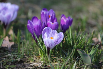 Spring crocus, Violet Giant Dutch, crocus vernus. Close up.