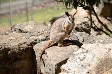 Naklejka premium the yellow footed rock wallaby is climbing on rocks