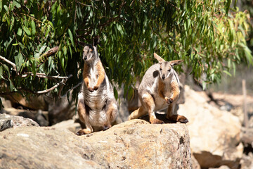 the two yellow footed rock wallabies are standing on a rock