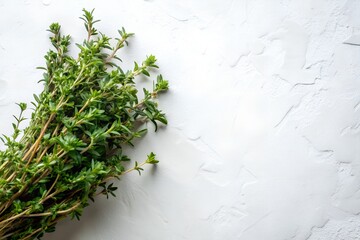 Thyme on White Background