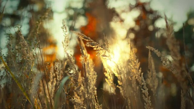 Sunlight gently illuminates tall grass in a tranquil outdoor setting during the evening hours. The warm glow creates a peaceful atmosphere, inviting relaxation and reflection