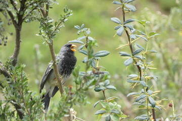 aves de la sierra, en su habitad, naturaleza, avistamiento de aves, viaje, sierra, al aire libre, de dia,  © ILLART  