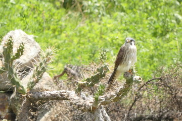 aves de la sierra, en su habitad, naturaleza, avistamiento de aves, viaje, sierra, al aire libre, de dia, 