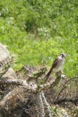 aves de la sierra, en su habitad, naturaleza, avistamiento de aves, viaje, sierra, al aire libre, de dia, 