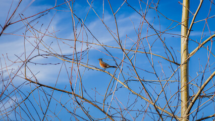 Snoqualmie Point park WA USA - March 1st 2025: Perched in Peace