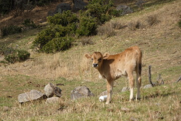 Flora, fauna, al aire libre, paseo, viaje, sierra, rocas, texturas de montaña, web, redes, digital