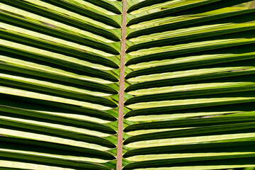 closeup of green palm fronds growing out from central stalk