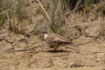 aves de la sierra, en su habitad, naturaleza, avistamiento de aves, viaje, sierra, al aire libre, de dia, 