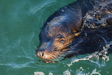 close up of a seal
