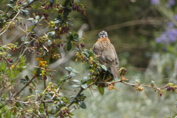 aves de la sierra, en su habitad, naturaleza, avistamiento de aves, viaje, sierra, al aire libre, de dia, 