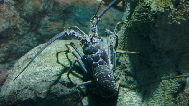 Two Rock Lobsters Crawling on a Reef