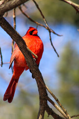 Red male cardinal in spring