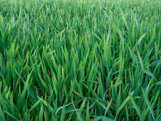 close up on grass in the village of Kanne Riemst