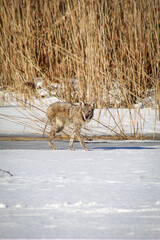 Coyote walking on frozen lake on sunny winter day