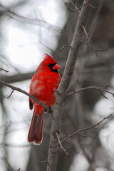 Male red cardinal on tree branch in winter