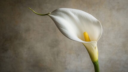 Single elegant calla lily with a smooth white petal curving gracefully around a yellow spadix captured in perfect lighting