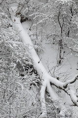 Majestic winter scenery from above of forest of trees covered in fresh snow