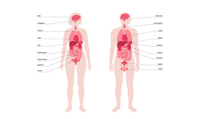 Human internal organs