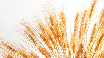 Fototapeta premium A close-up view of golden wheat stalks in high detail