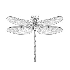 Detailed line drawing of dragonfly, showcasing intricate wing veins and body segments, representing nature, fragility, and summer
