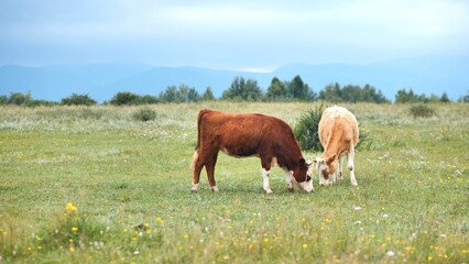 Hereford cattle leisurely grazing on verdant meadow, snow capped mountain range rising behind...