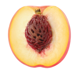 Cross section on nectarine peach cut out