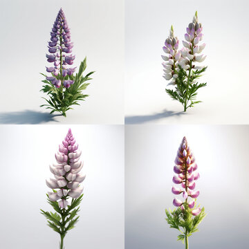 Four distinct images of lupine flowers, showcasing their tall, spire-like blooms in shades of purple and pink against a white background.