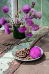 Freshly picked milk thistle seeds lying on plate with wooden spoon and flower head and bouquet in green vase on rustic wooden table, alternative medicine concept,