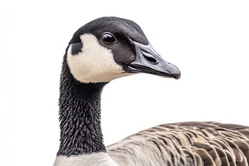 Obraz premium Goose isolated on white background
